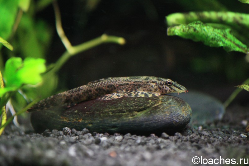 (Homaloptera) Род ХОМАЛОПТЕРЫ, ПЛОСКОПЕРЫ 35 видов